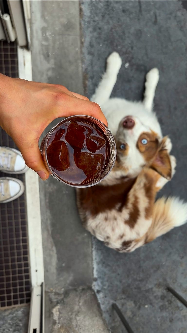 Un café glacé tendu au-dessus de Happy, couchée sur le carrelage.